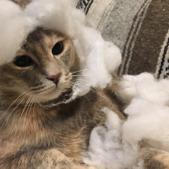 Meet your Posher, Allyson - Picture 2 of 3